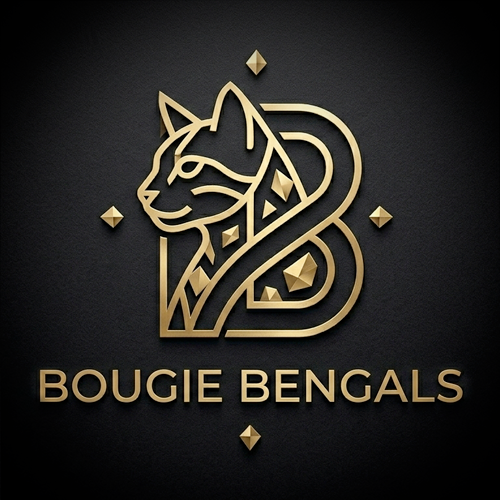 Bougie Bengals Logo